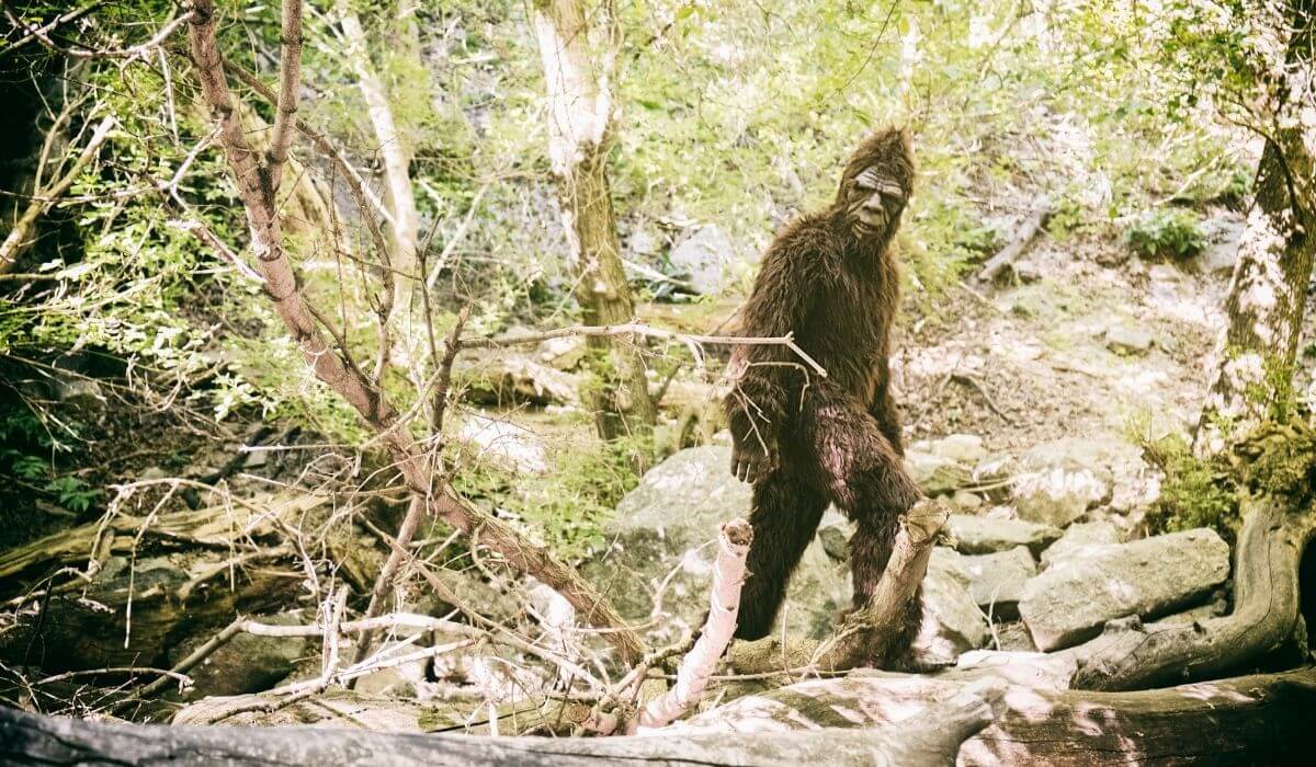 A picture of big-foot walking through the forest.